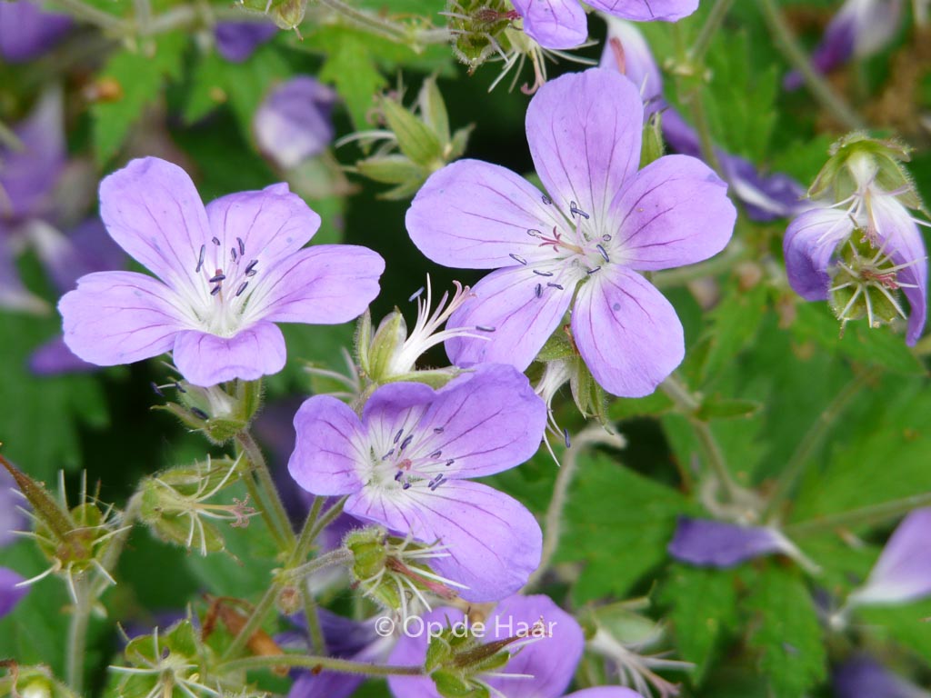 Geranium sylvaticum ‚Mayflower‘