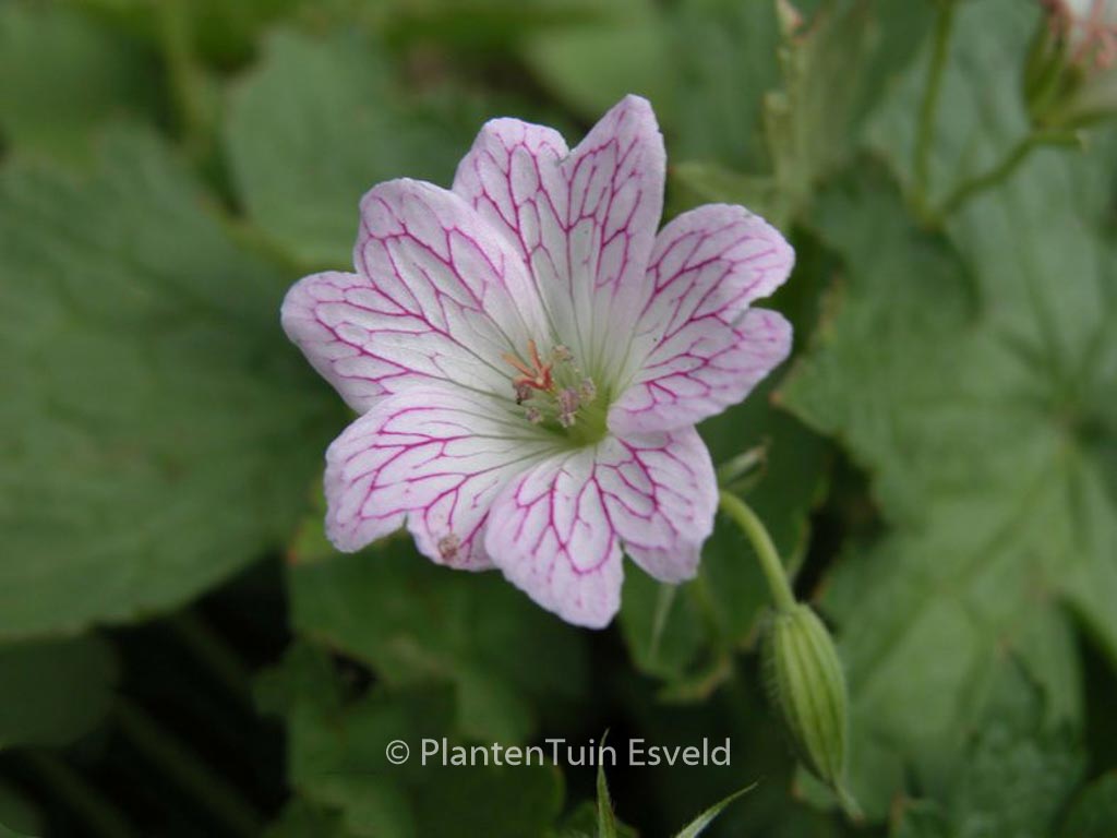 Geranium versicolor