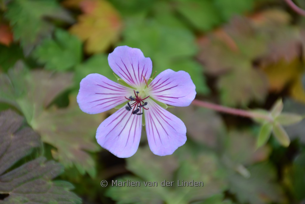Geranium wallichianum ‚Magical Joy‘