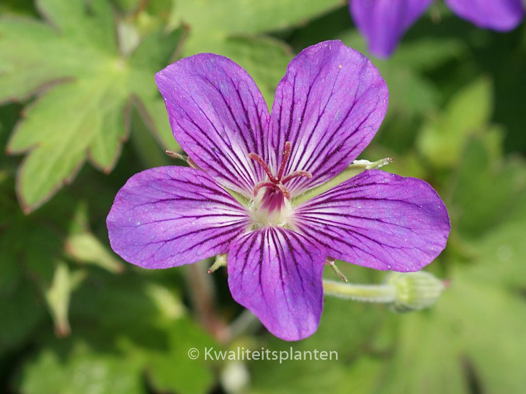 Geranium wlassovianum ‚Lakwijk Star‘