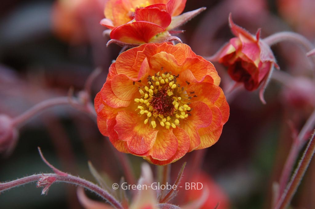 Geum ‚Alabama Slammer‘