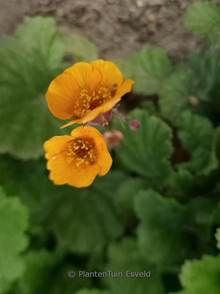 Geum ‚Carlskaer‘
