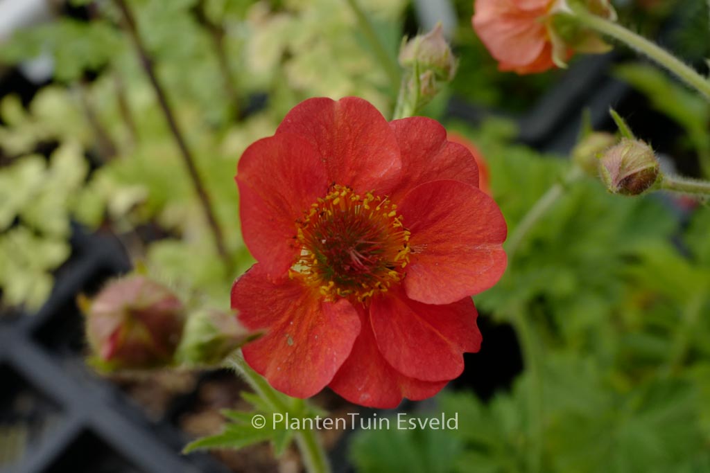 Geum ‚Coral Tempest‘