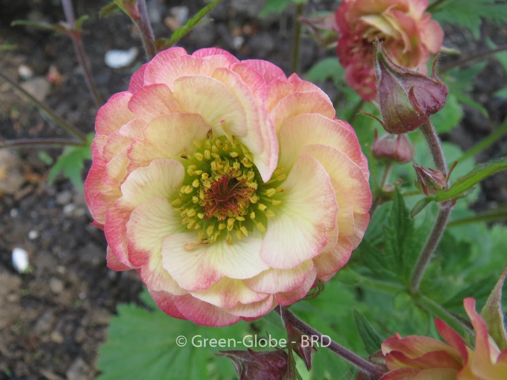 Geum ‚Cosmopolitan‘