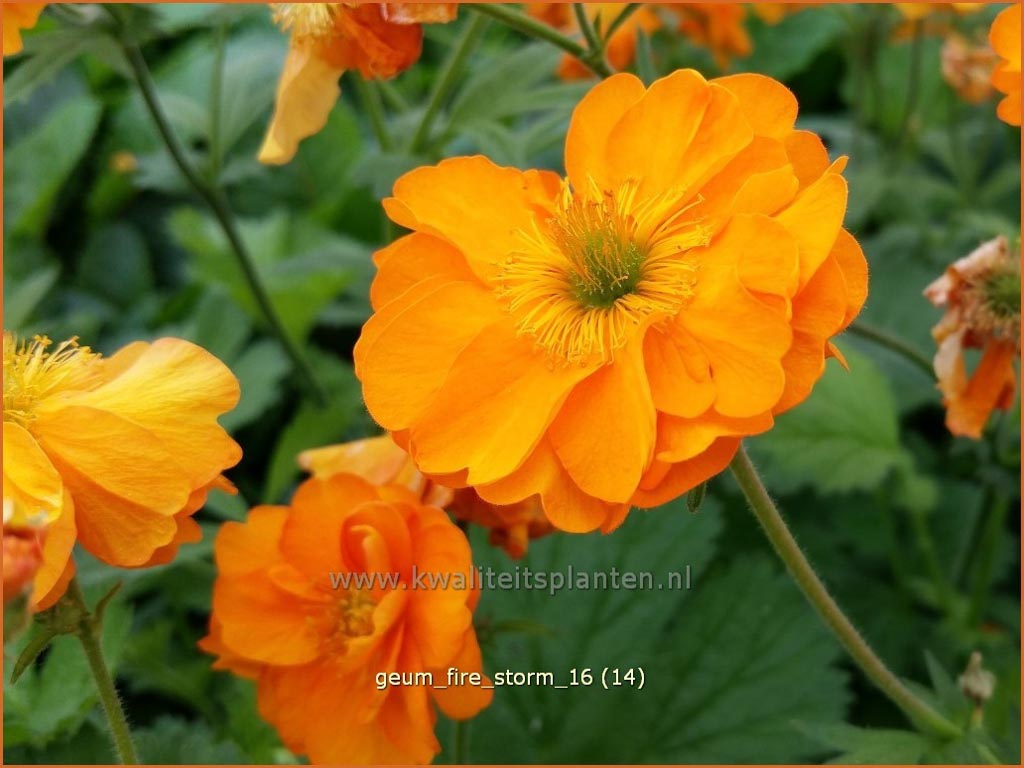 Geum ‚Fire Storm‘