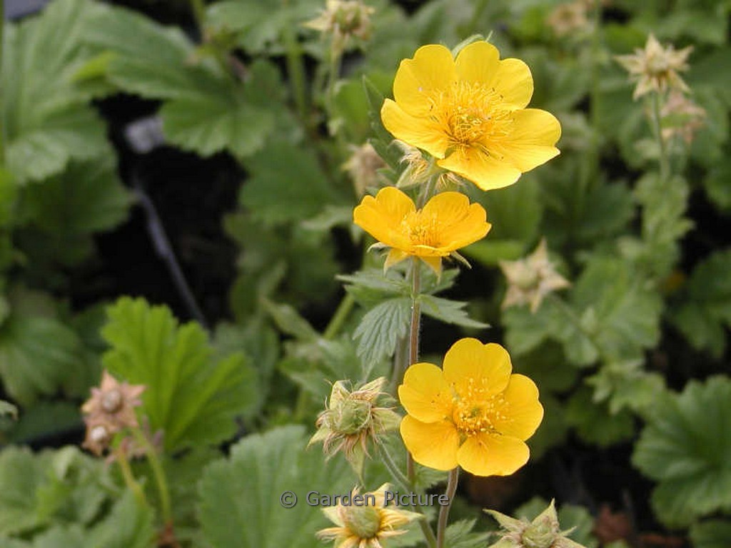 Geum ‚Georgenberg‘