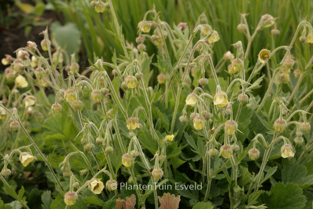 Geum ‚Lemon Drops‘