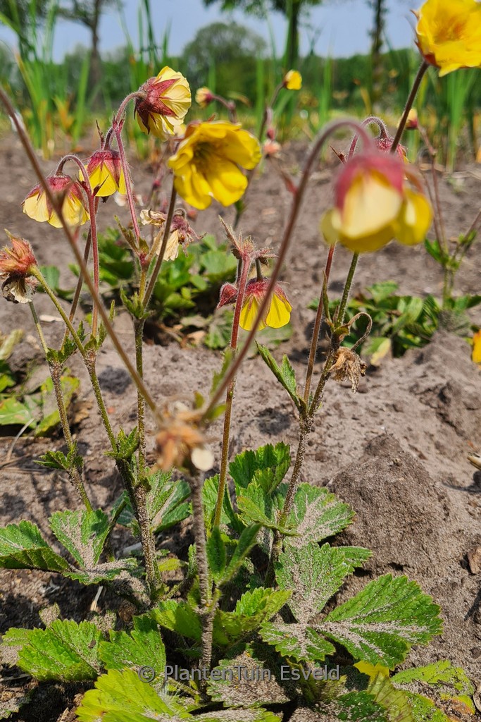 Geum ‚Lisanne‘