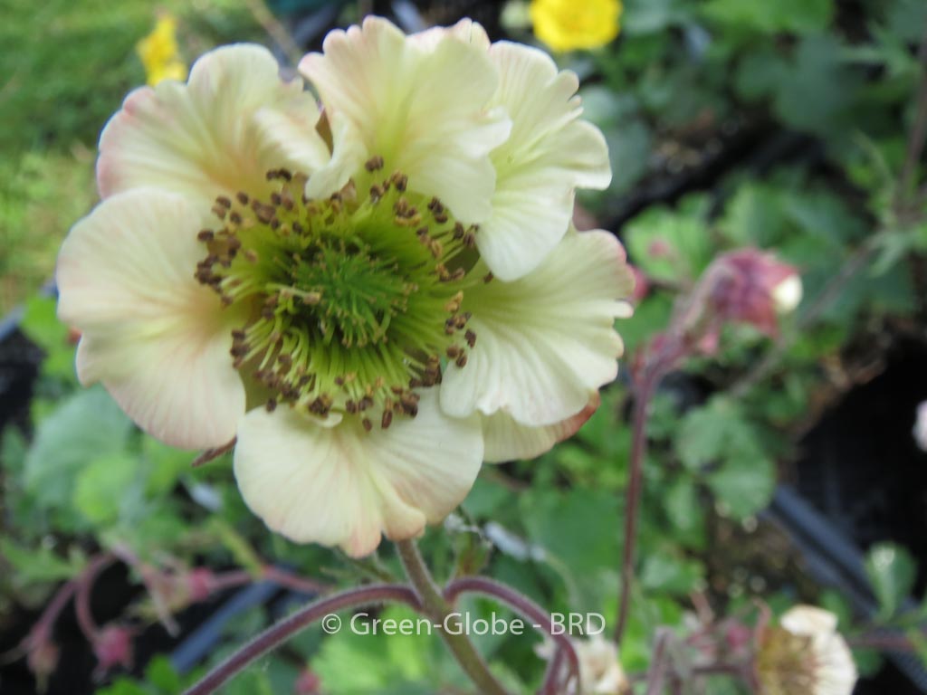 Geum ‚Maddy Prior‘