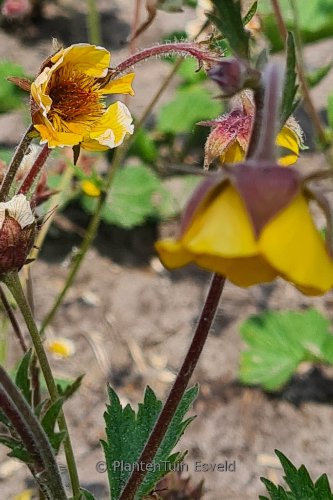 Geum ‚Mornings Hybrid‘