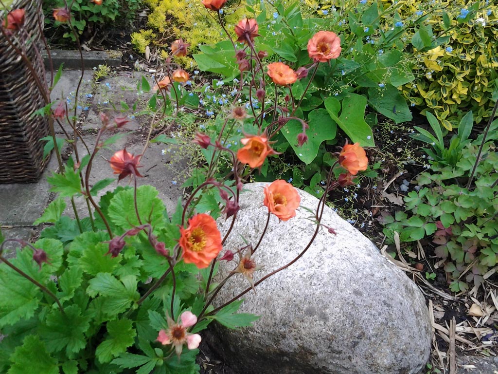 Geum ‚Nonna‘