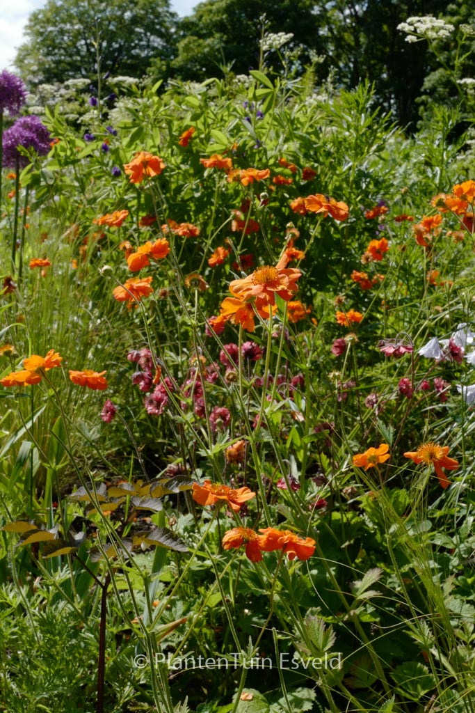 Geum ‚Prinses Juliana‘