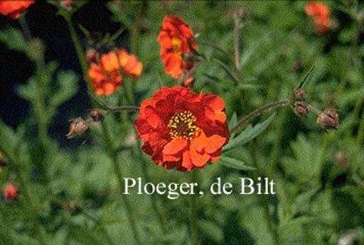 Geum ‚Red Wings‘