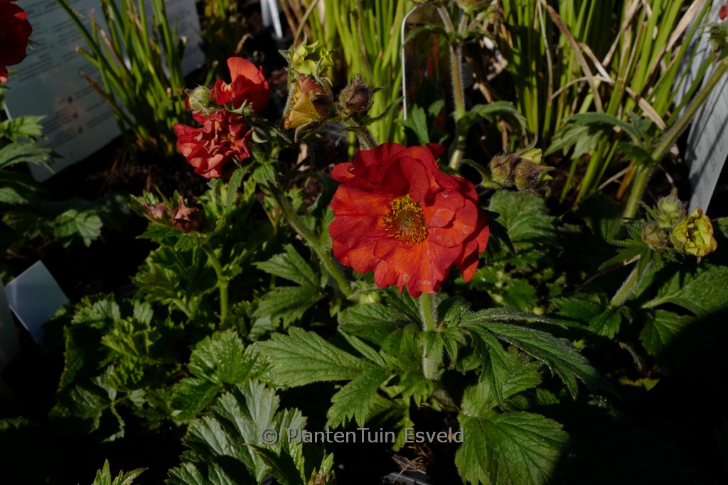 Geum ‚Scarlet Tempest‘