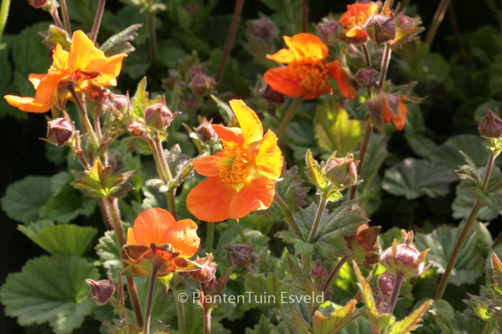Geum ‚Sea Breeze‘ (COCKTAILS SERIES)