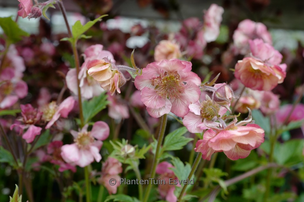 Geum ‚Tempo Rose‘