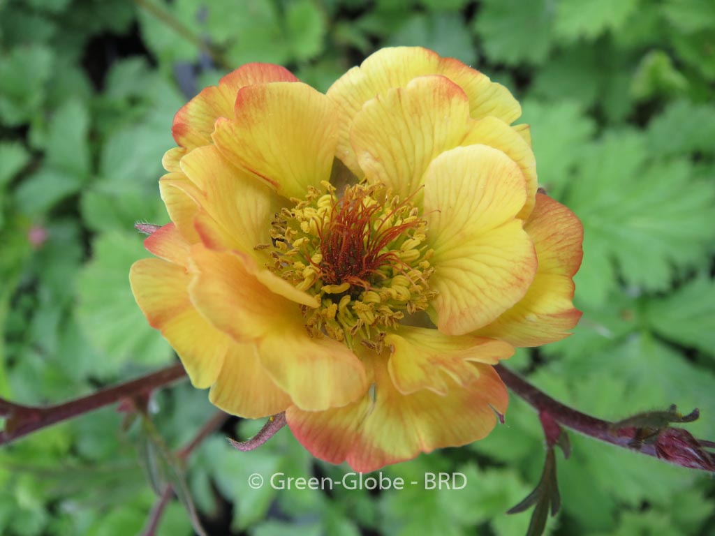 Geum ‚Tequila Sunrise‘