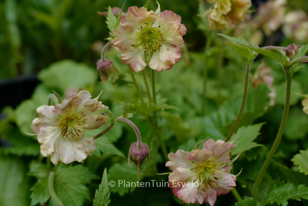 Geum ‚Tngeupp‘ (PETTICOATS PEACH)