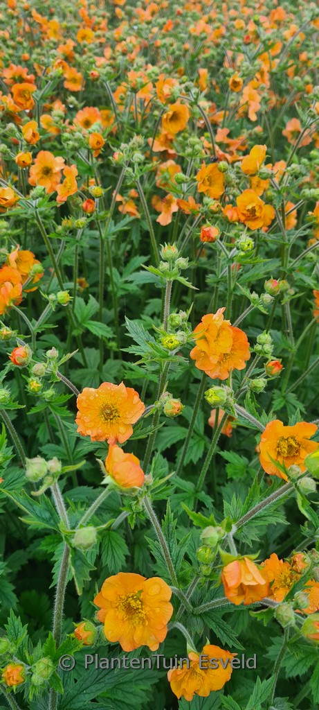 Geum ‚Totally Tangerine‘