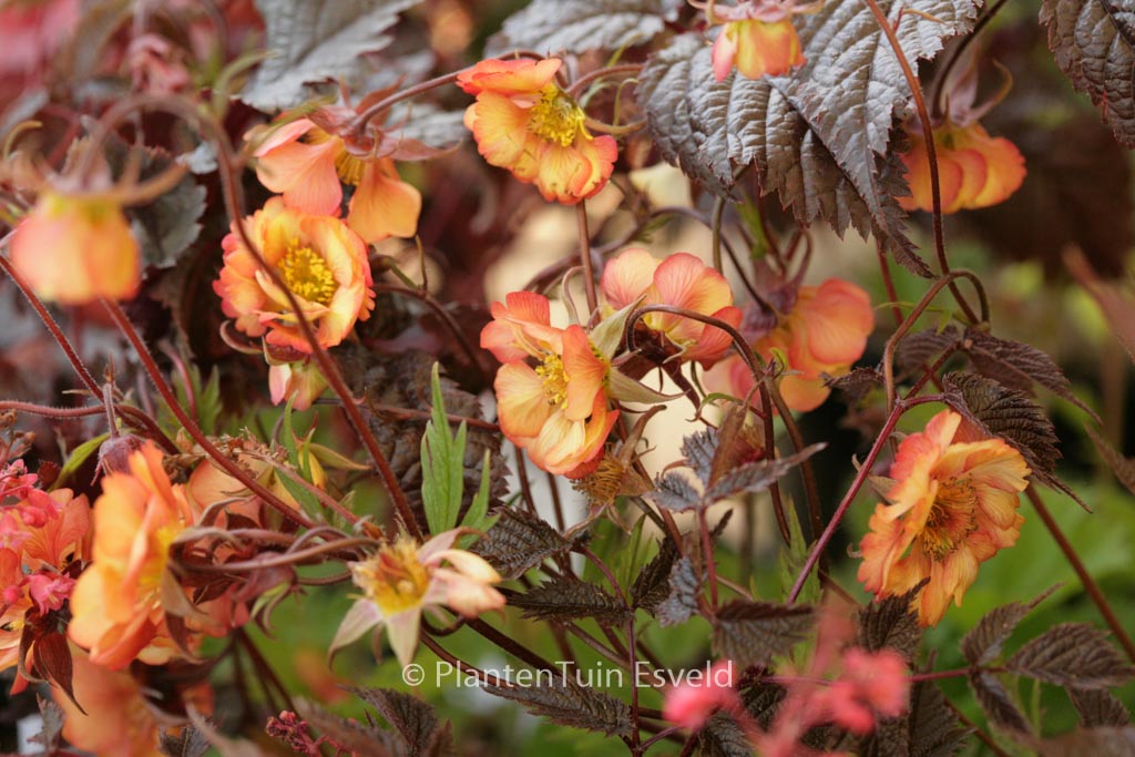 Geum ‚Wet Kiss‘