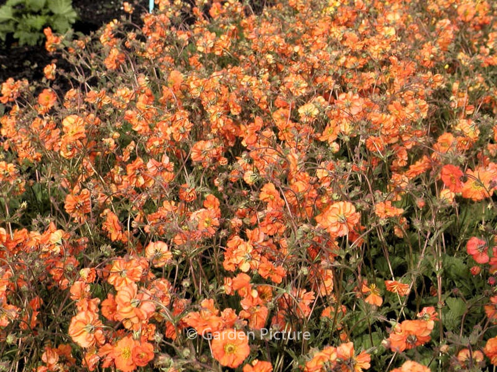 Geum chiloense ‚Dolly North‘