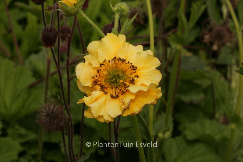 Geum chiloense ‚Lady Stratheden‘