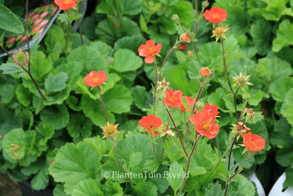 Geum coccineum ‚Borisii‘