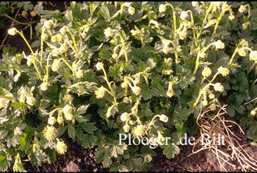 Geum rivale ‚Album‘