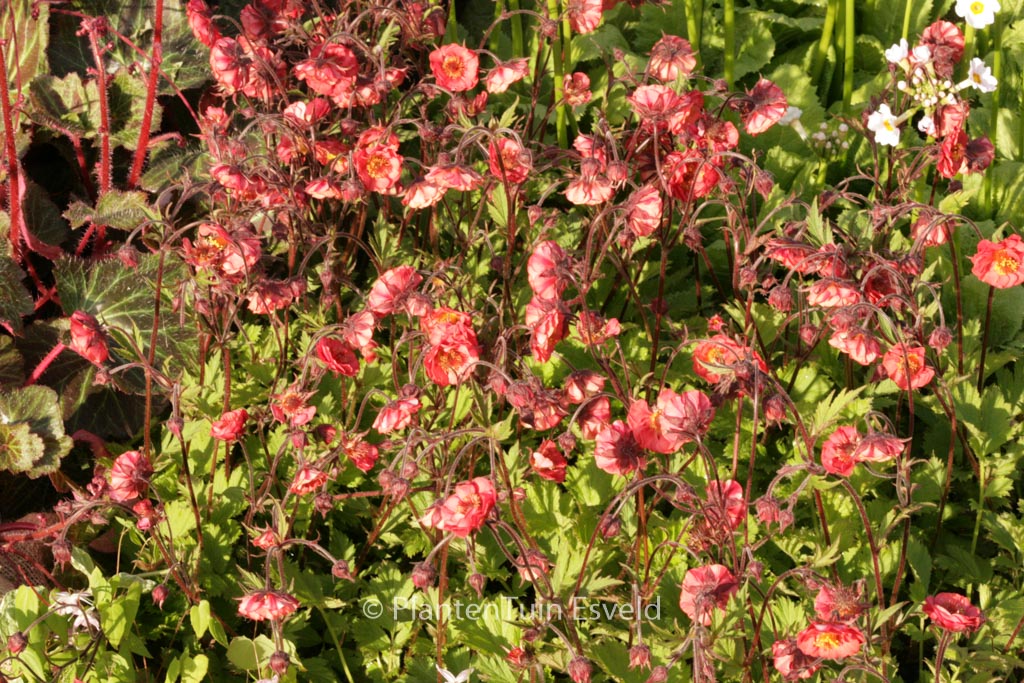 Geum rivale ‚Flames of Passion‘