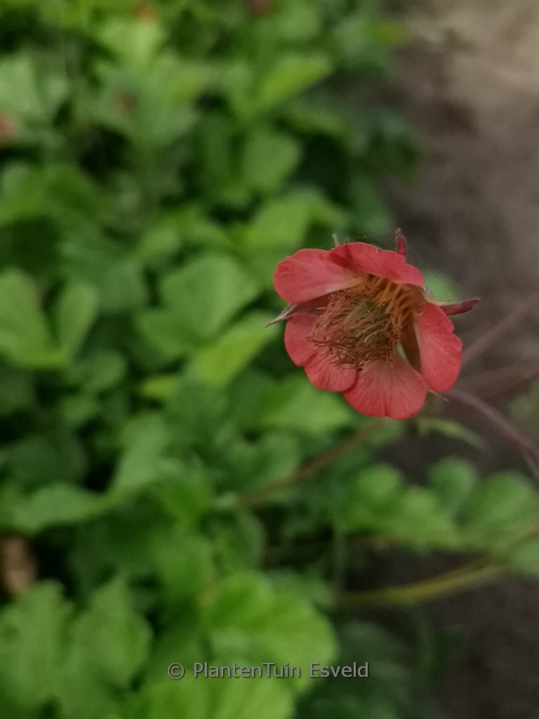 Geum rivale ‚Leonard’s Variety‘