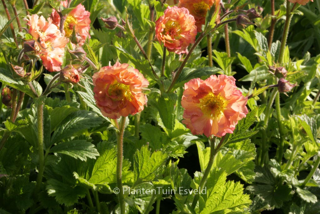 Geum rivale ‚Mai Tai‘