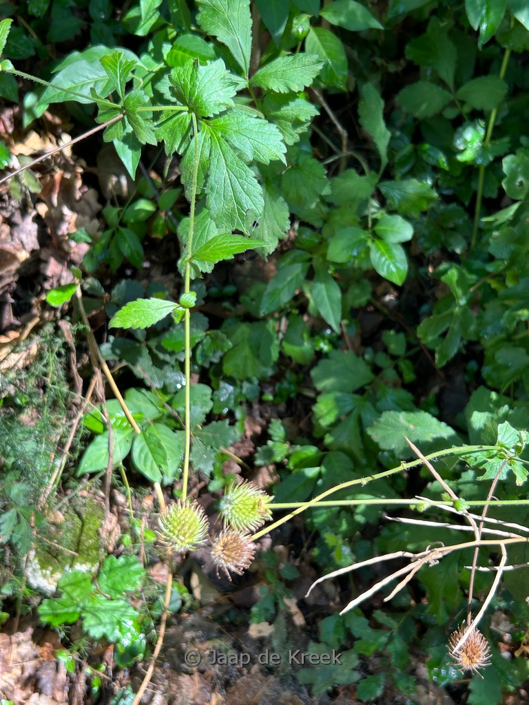 Geum urbanum