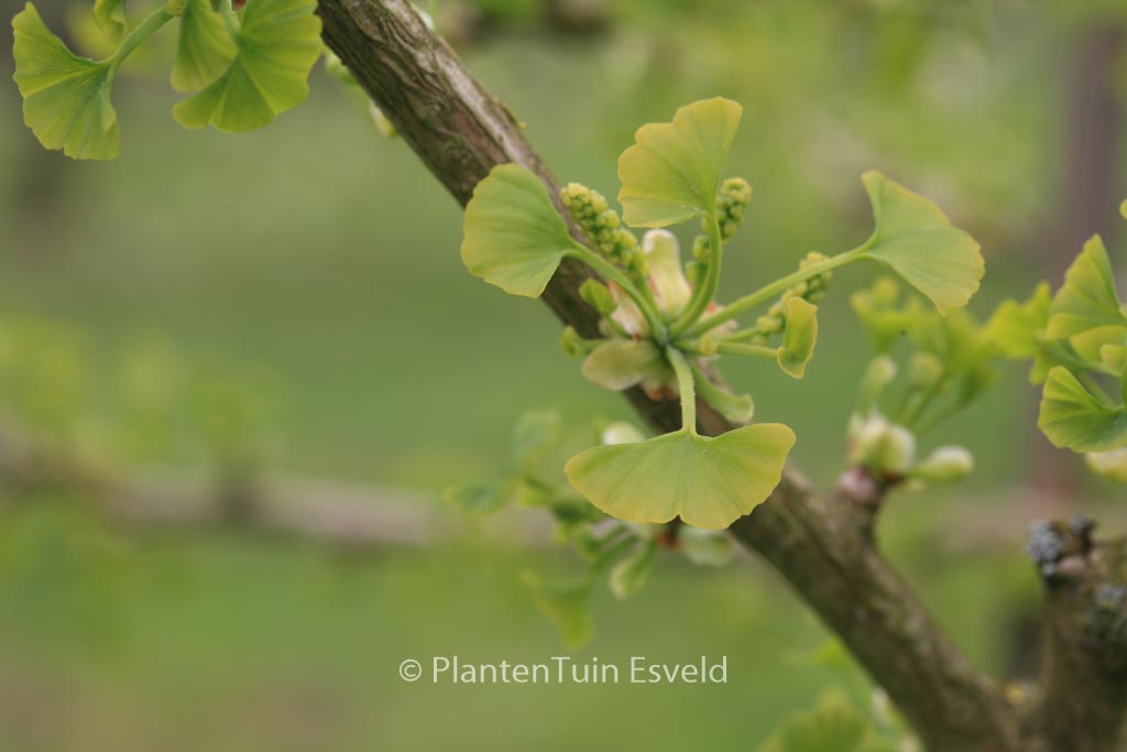 Ginkgo biloba ‚Autumn Gold‘