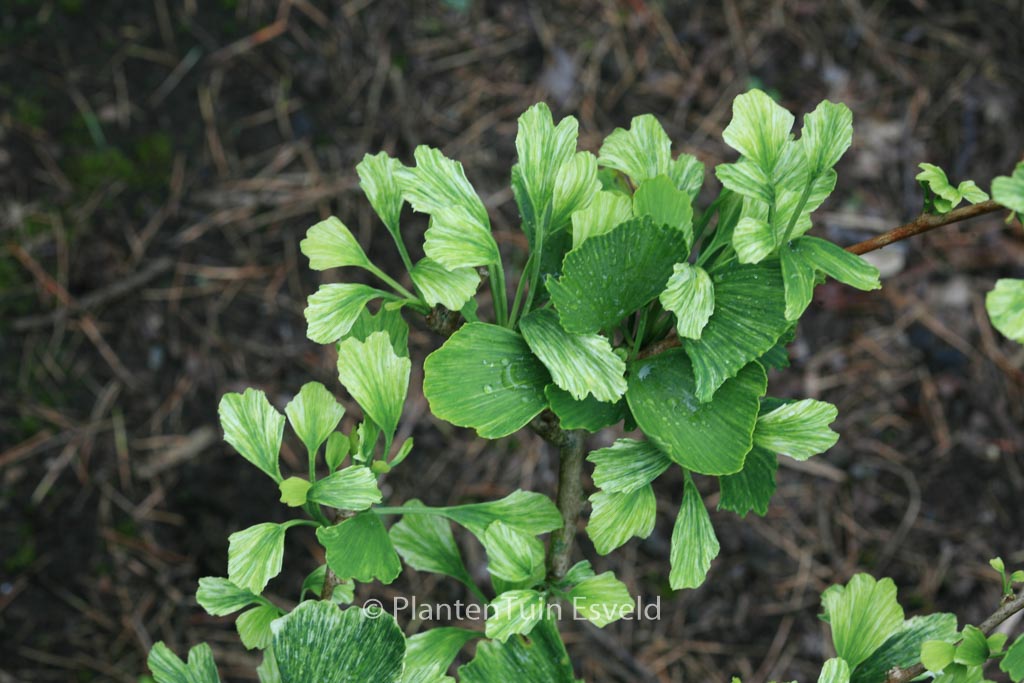 Ginkgo biloba ‚Beijing Gold‘