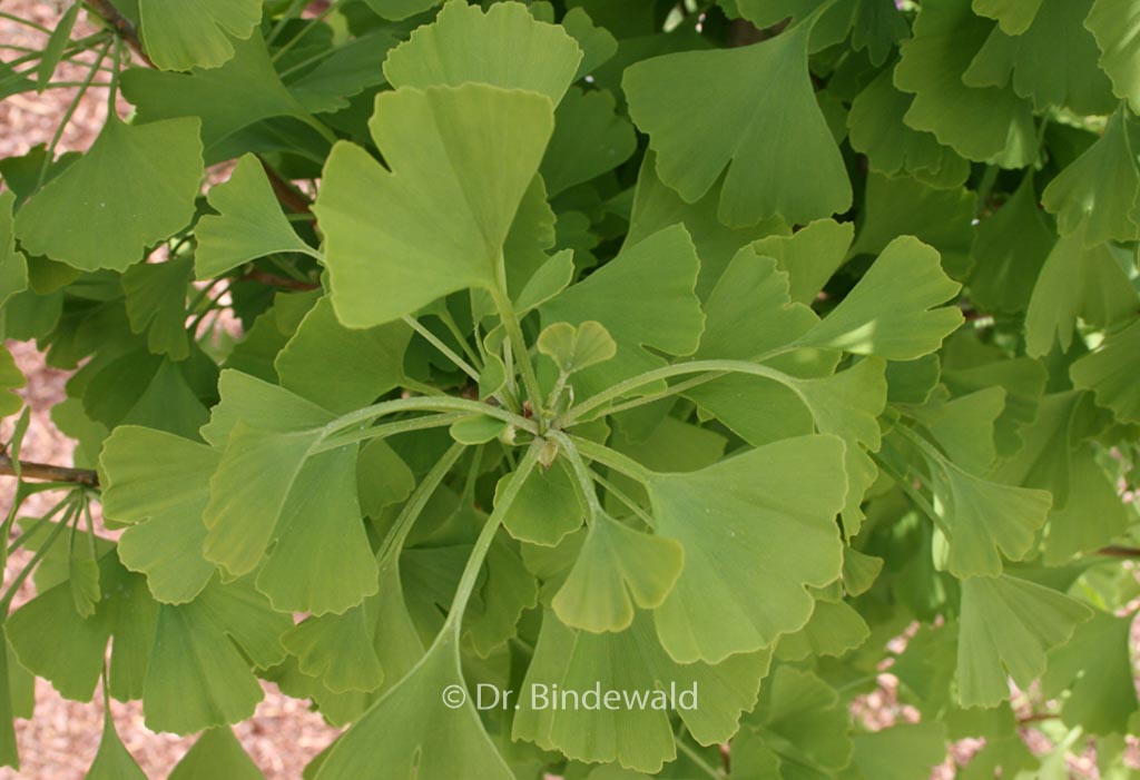 Ginkgo biloba ‚Blagon‘ (GOLDSPIRE)