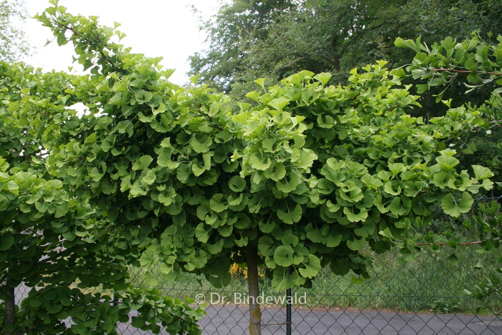 Ginkgo biloba ‚Mariken‘