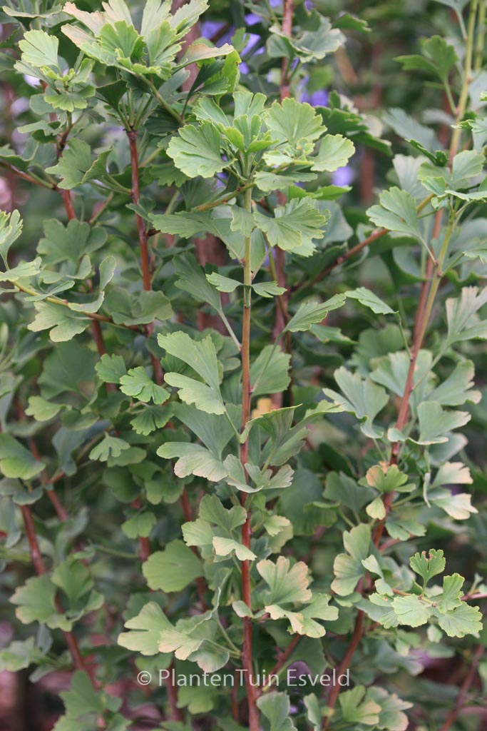 Ginkgo biloba ‚Menhir‘