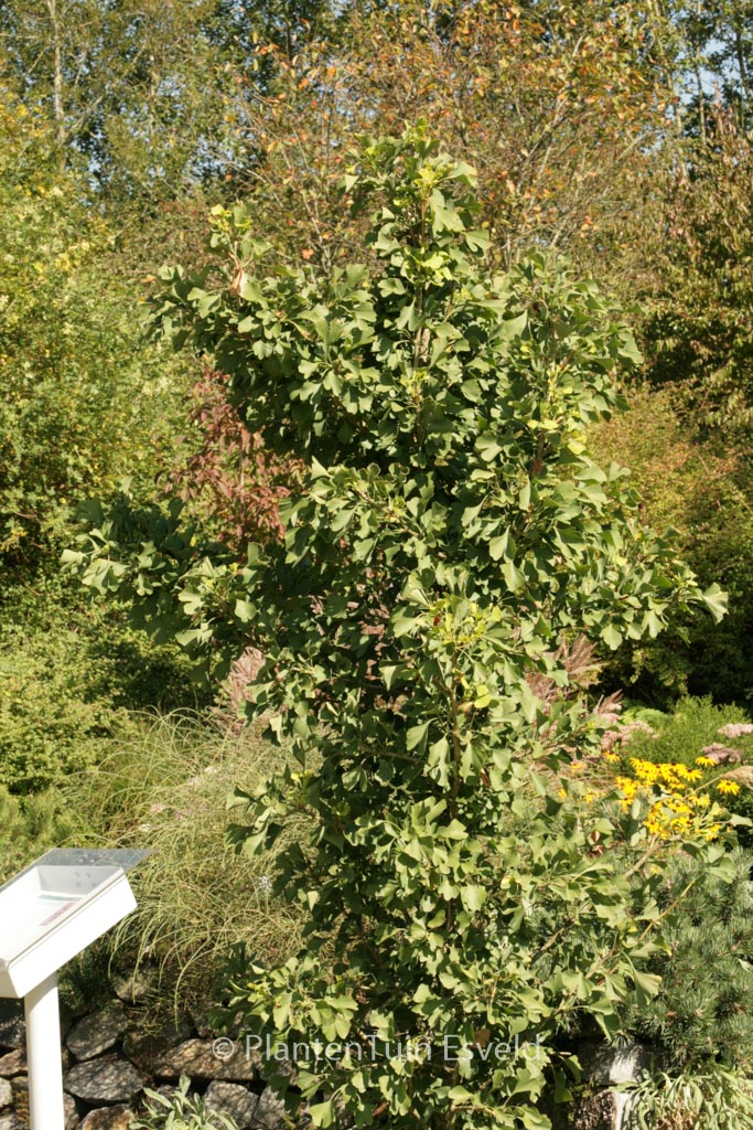 Ginkgo biloba ‚Princeton Sentry‘