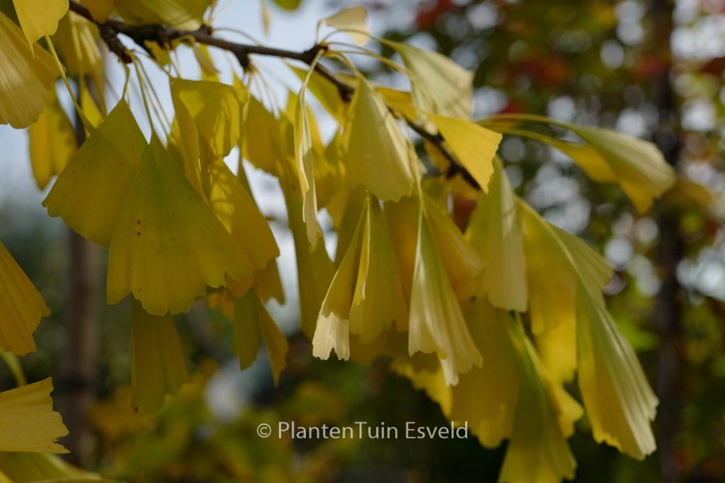 Ginkgo biloba ‚Saratoga‘