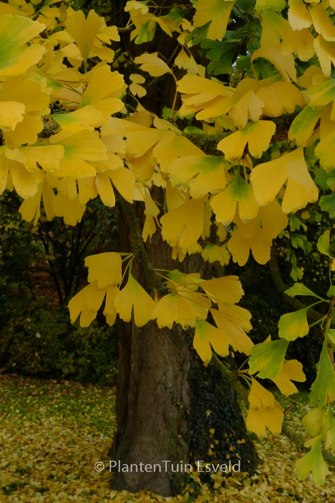 Ginkgo biloba ‚Tremonia‘