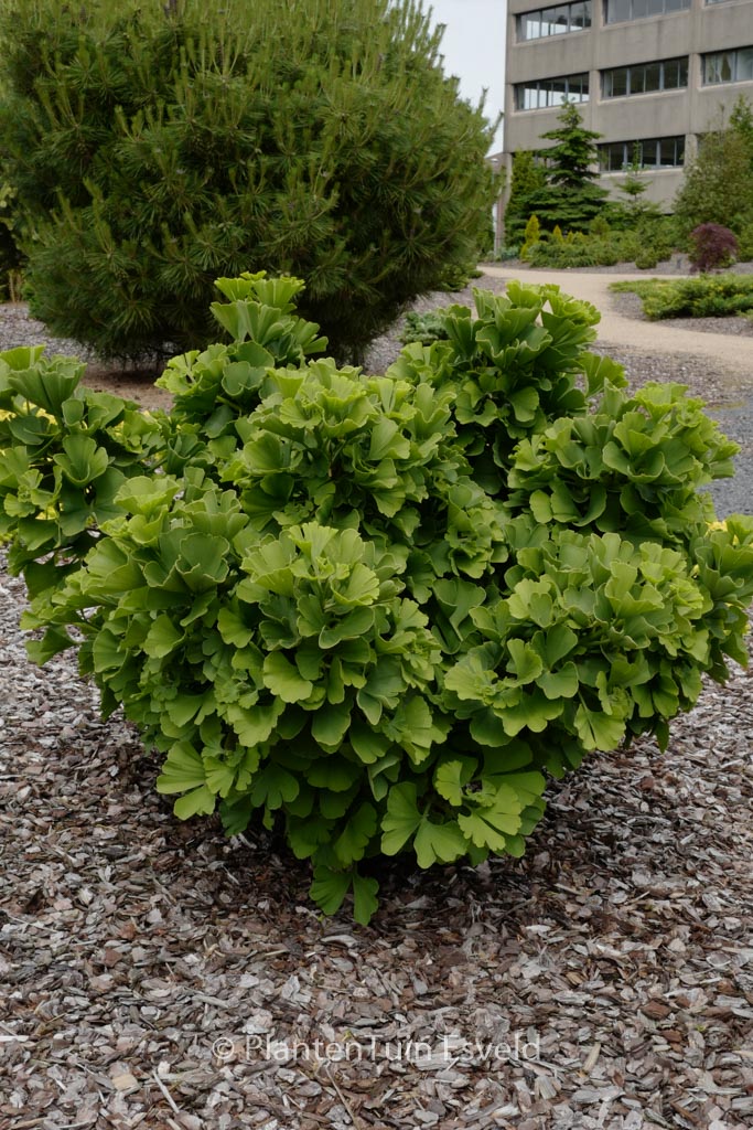 Ginkgo biloba ‚Troll‘