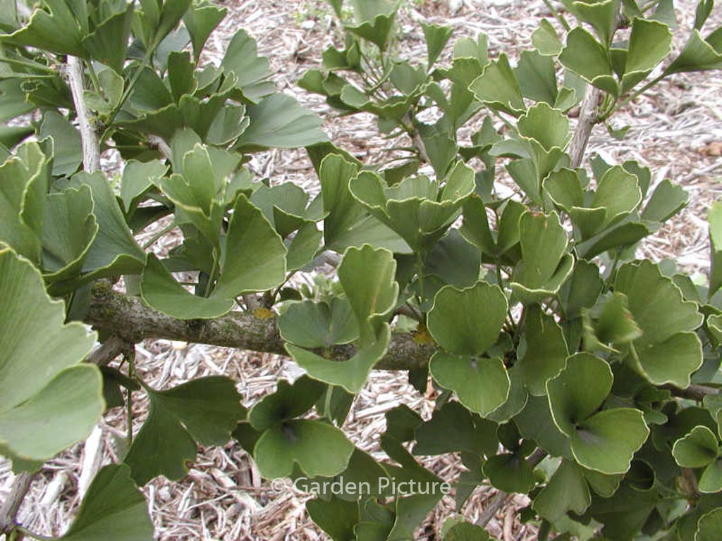 Ginkgo biloba ‚Tubifolia‘