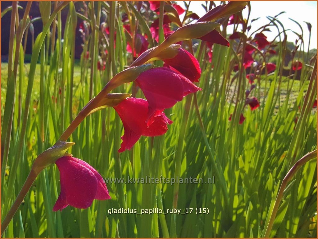 Gladiolus papilio ‚Ruby‘