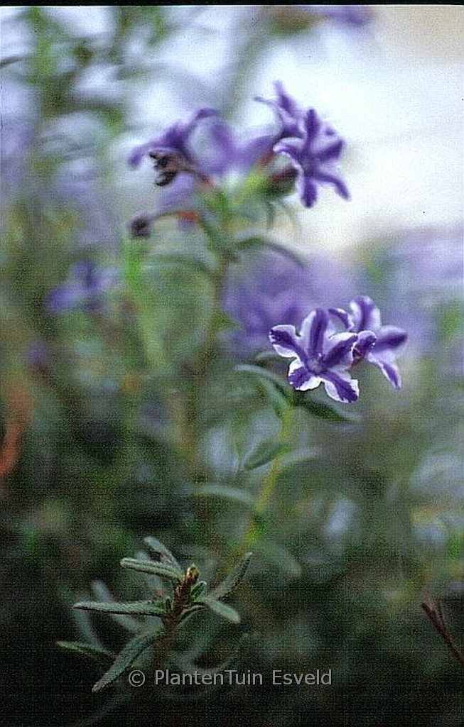 Glandora diffusa ‚Star‘