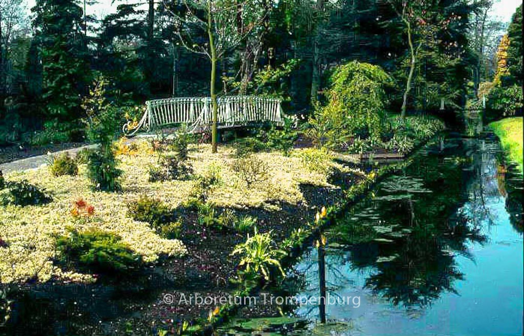 Glechoma hederacea ‚Variegata‘
