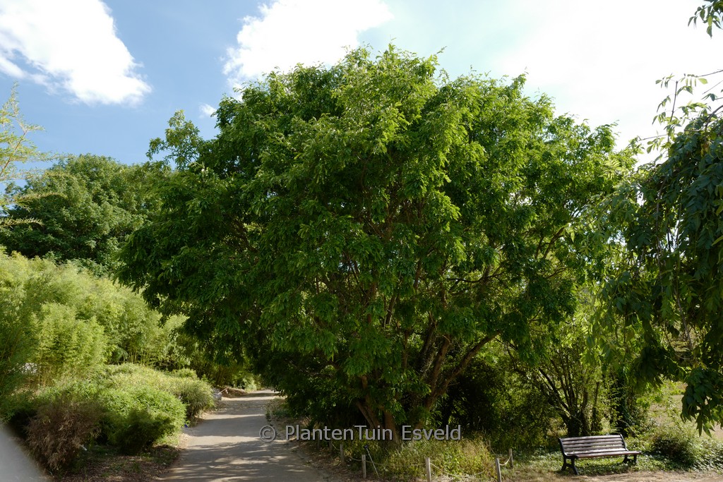 Gleditsia sinensis