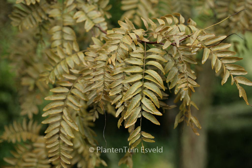 Gleditsia triacanthos ‚Rubylace‘