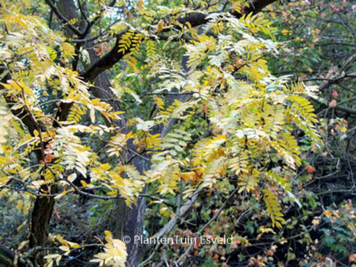 Gleditsia triacanthos ‚Shademaster‘