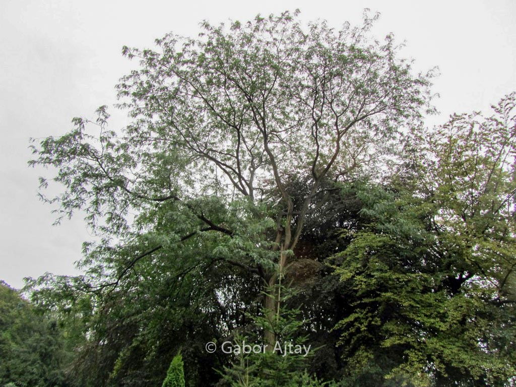 Gleditsia triacanthos ‚Skyline‘