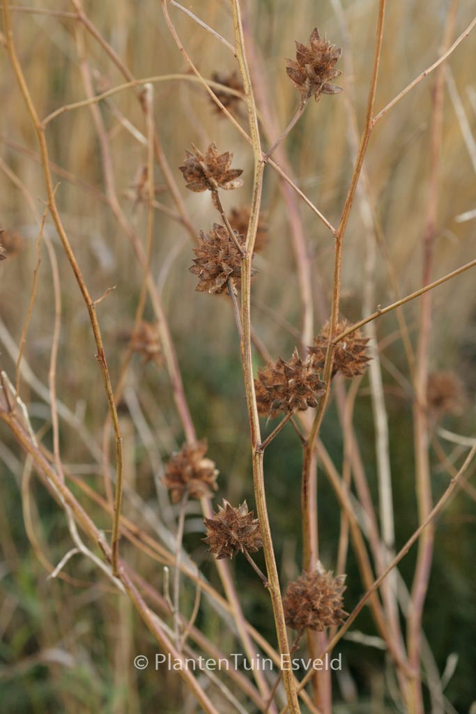Glycyrrhiza yunnanensis